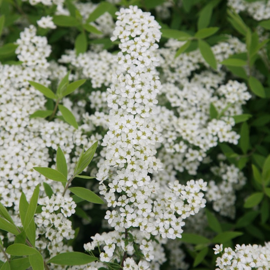 Buy bridal wreath Spiraea 'Arguta'