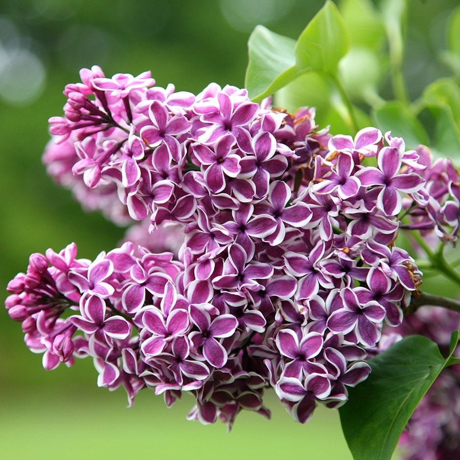 <i>Syringa vulgaris</i> 'Sensation'