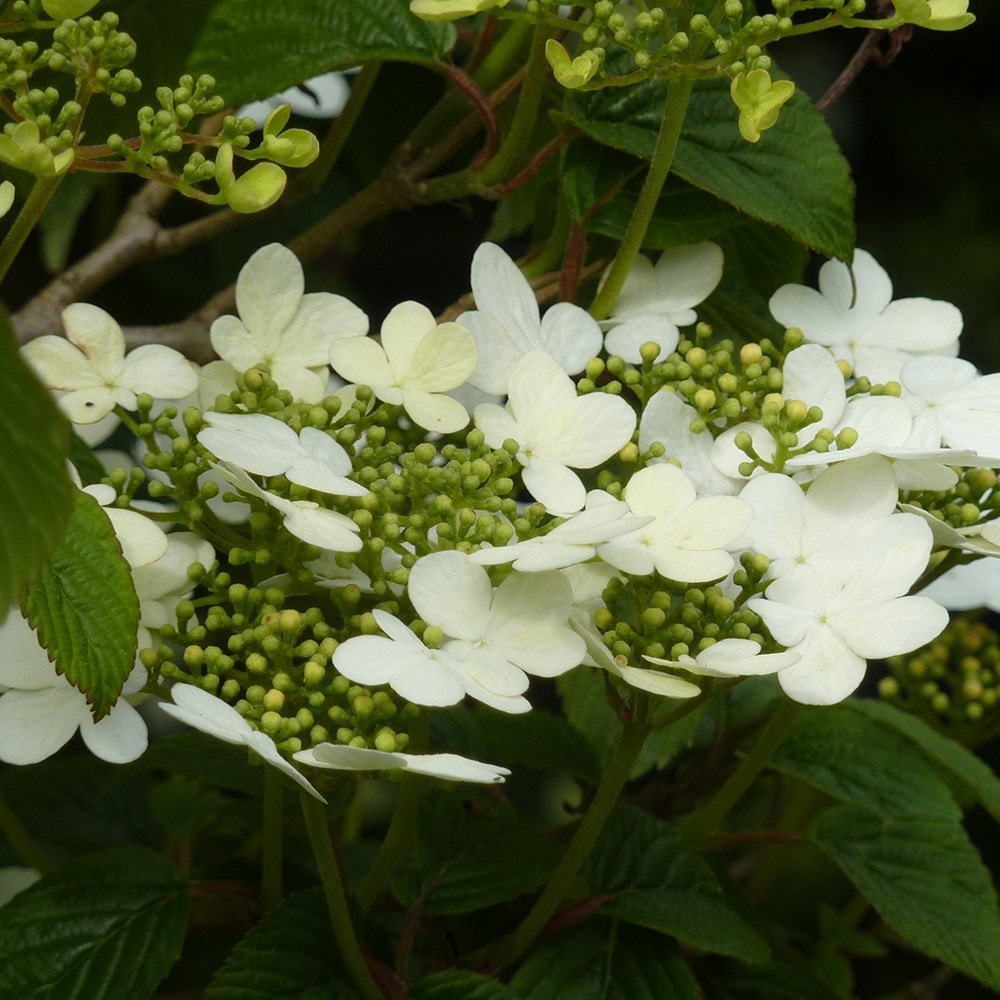 Product options image