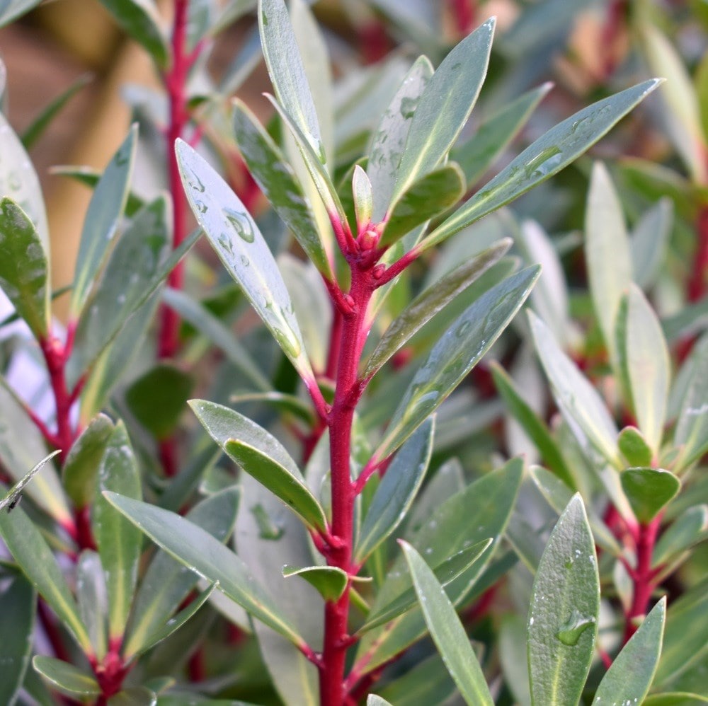 Product options image