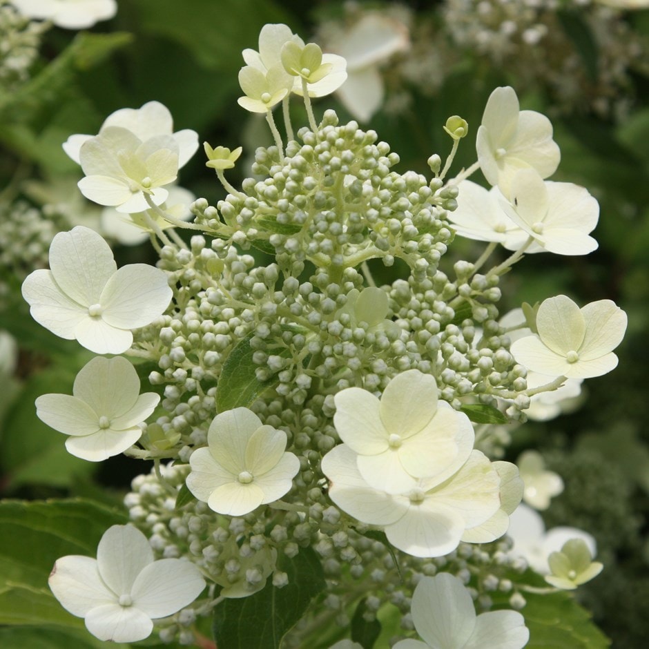 Buy hydrangea Hydrangea paniculata Tardiva: £17.99 Delivery by Crocus