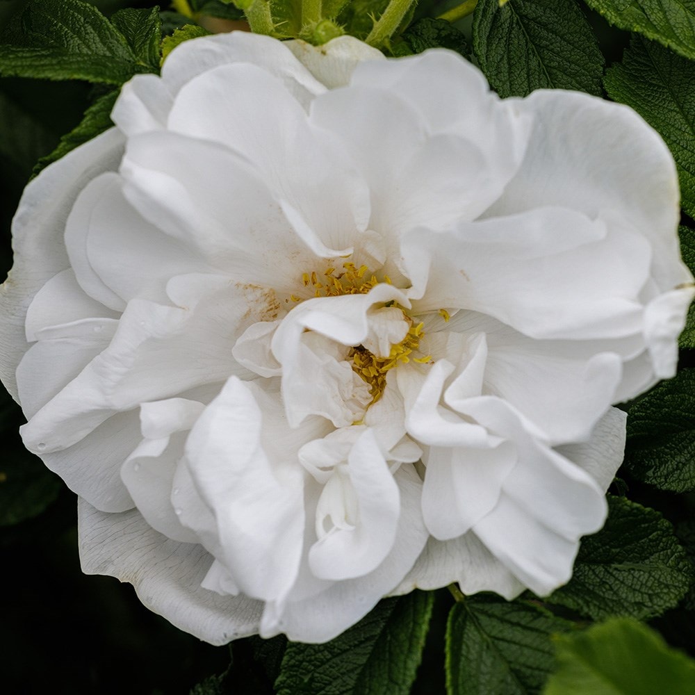 <i>Rosa</i> 'Blanc Double de Coubert'
