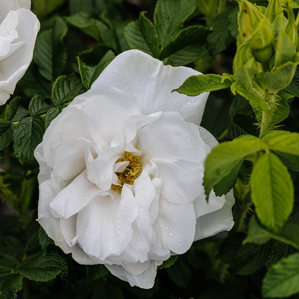 <i>Rosa</i> 'Blanc Double de Coubert'