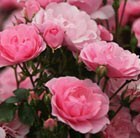 Buy rose Bonica (shrub) Rosa Bonica ('Meidomonac'): £14.99 Delivery by ...