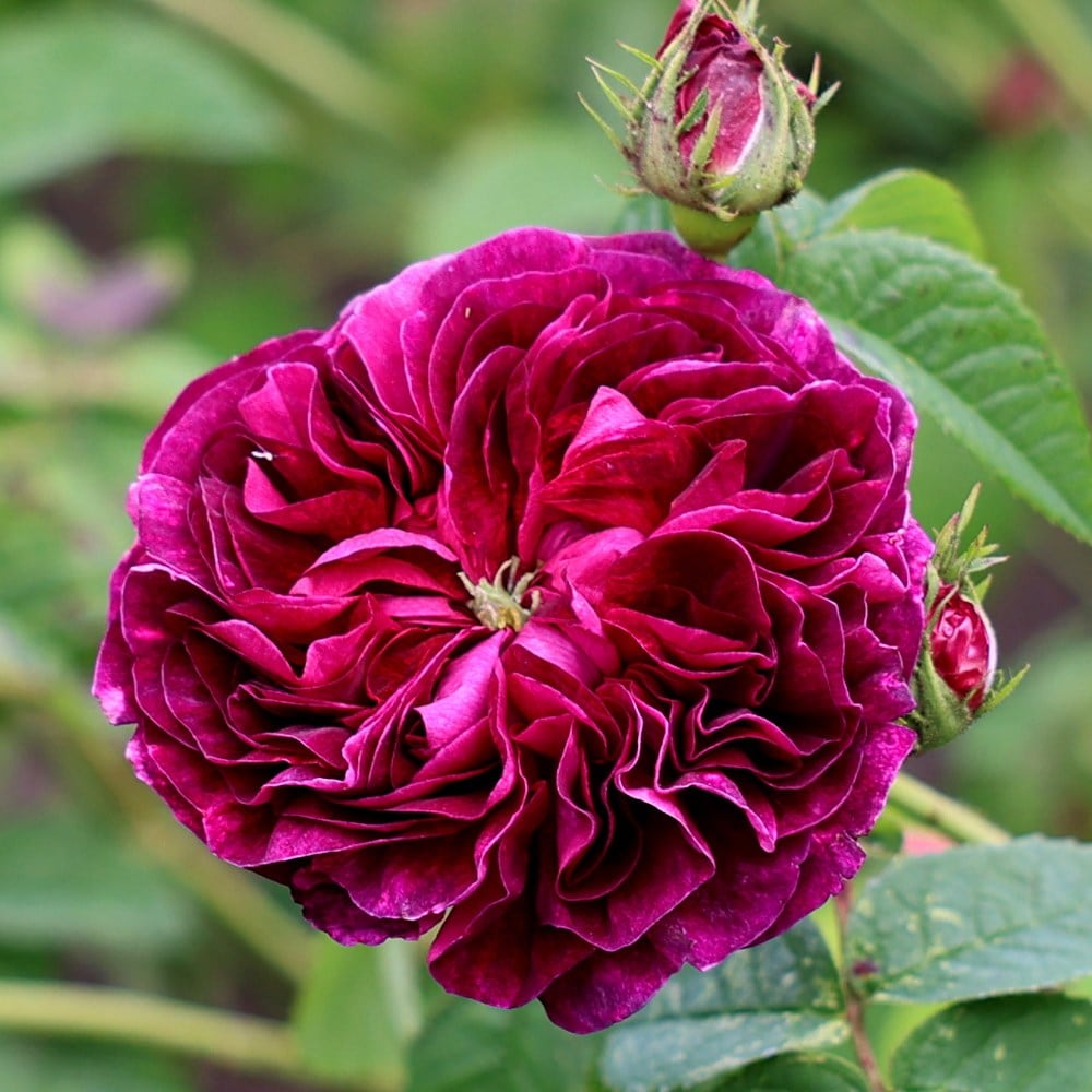 Felicia rose for sale outlet
