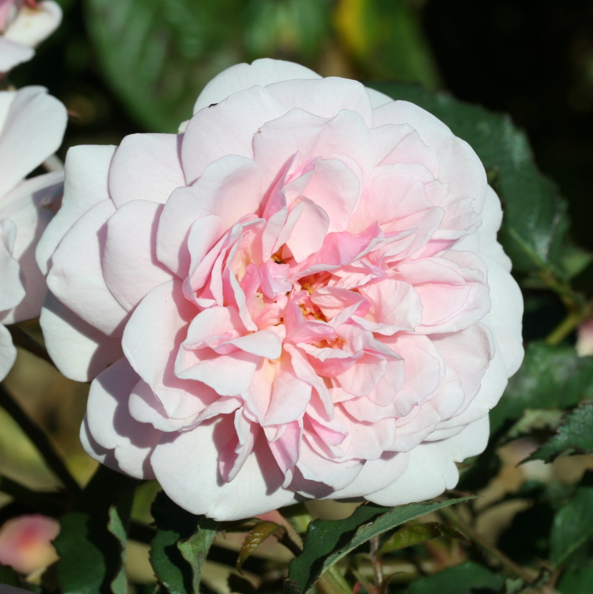 <i>Rosa</i> &#39;Felicia&#39;