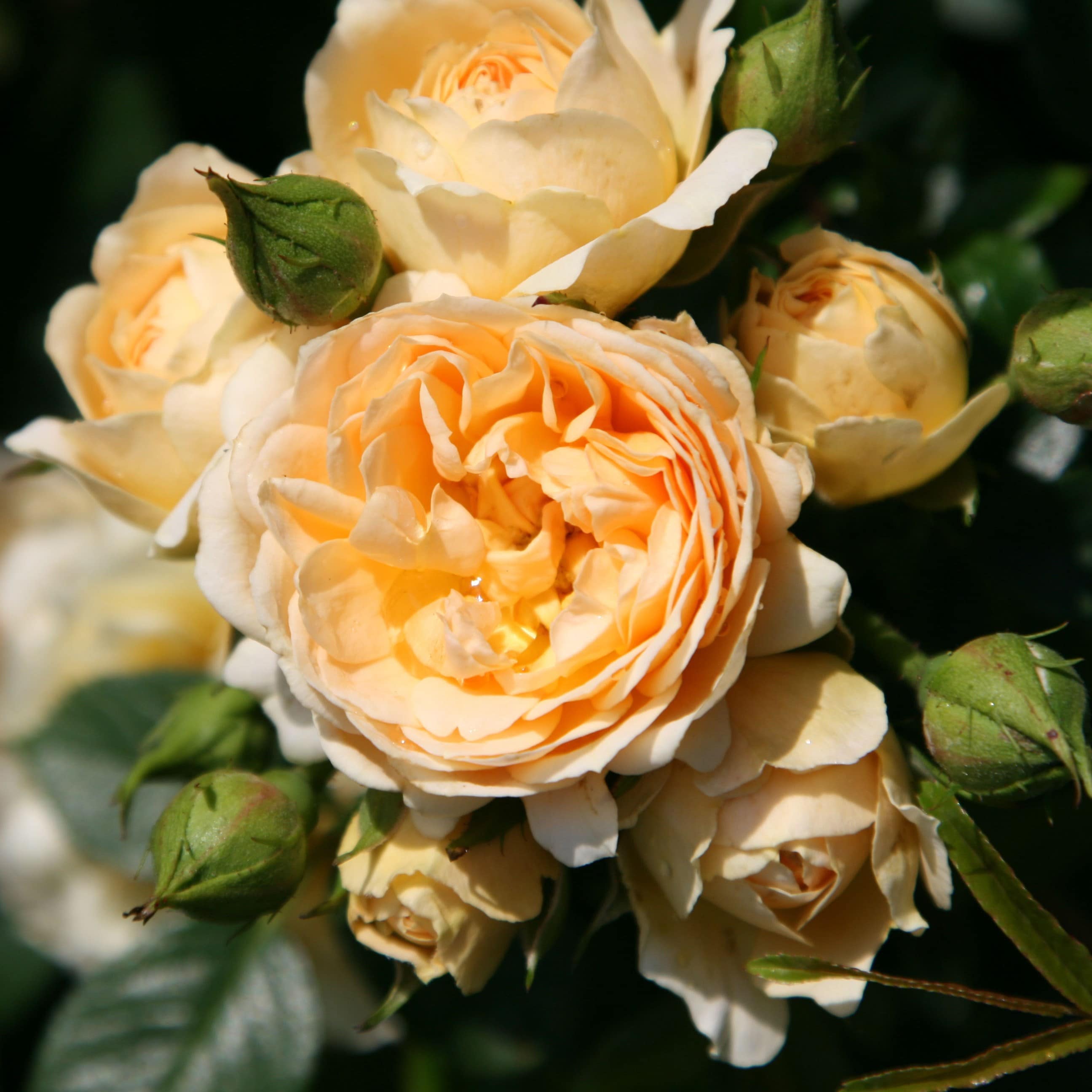 Product options image