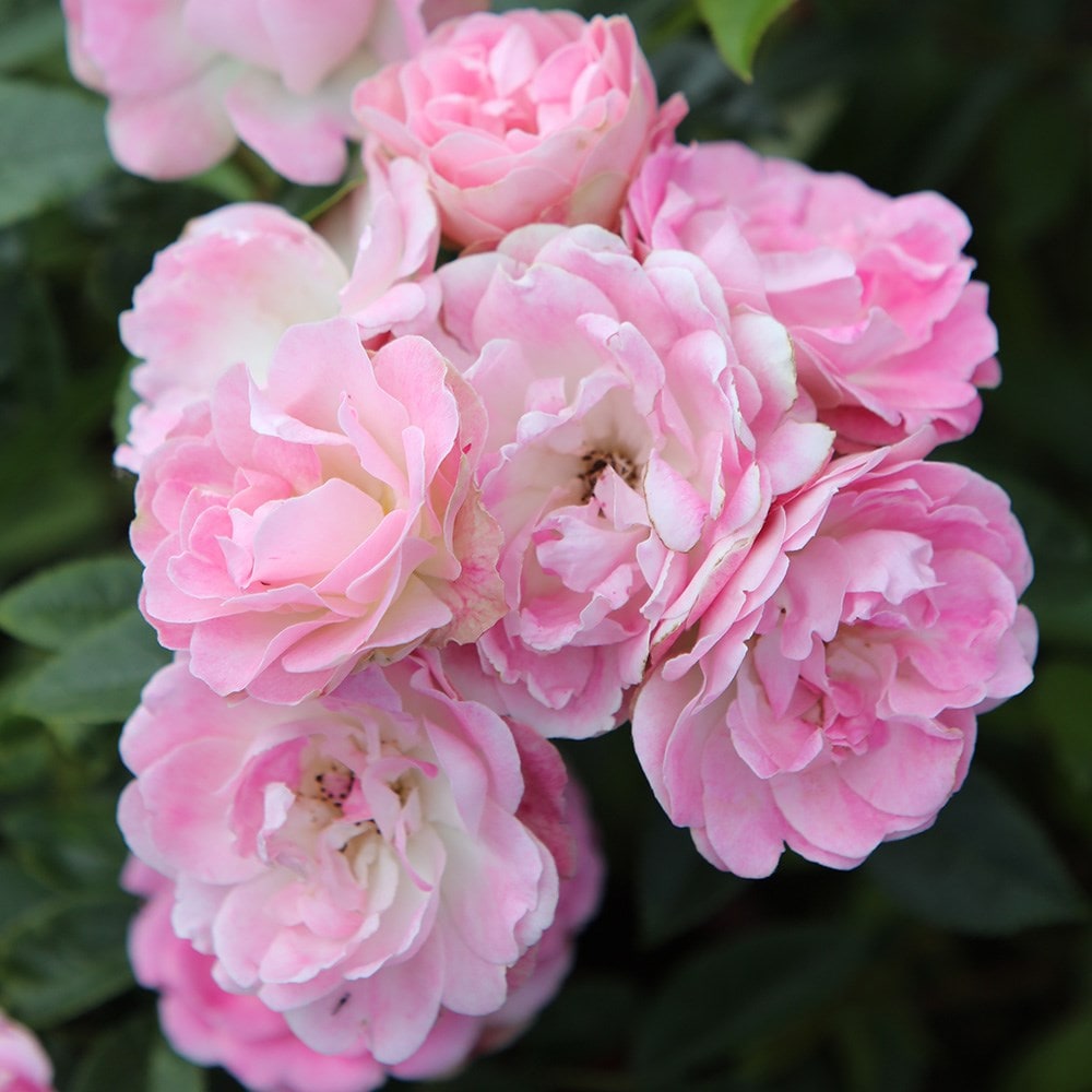 Rose pearl hot sale