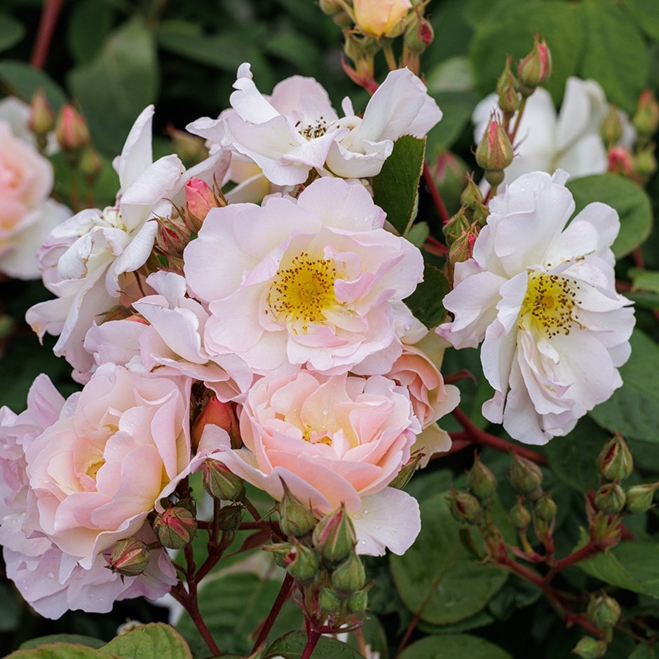 rose Penelope (shrub)