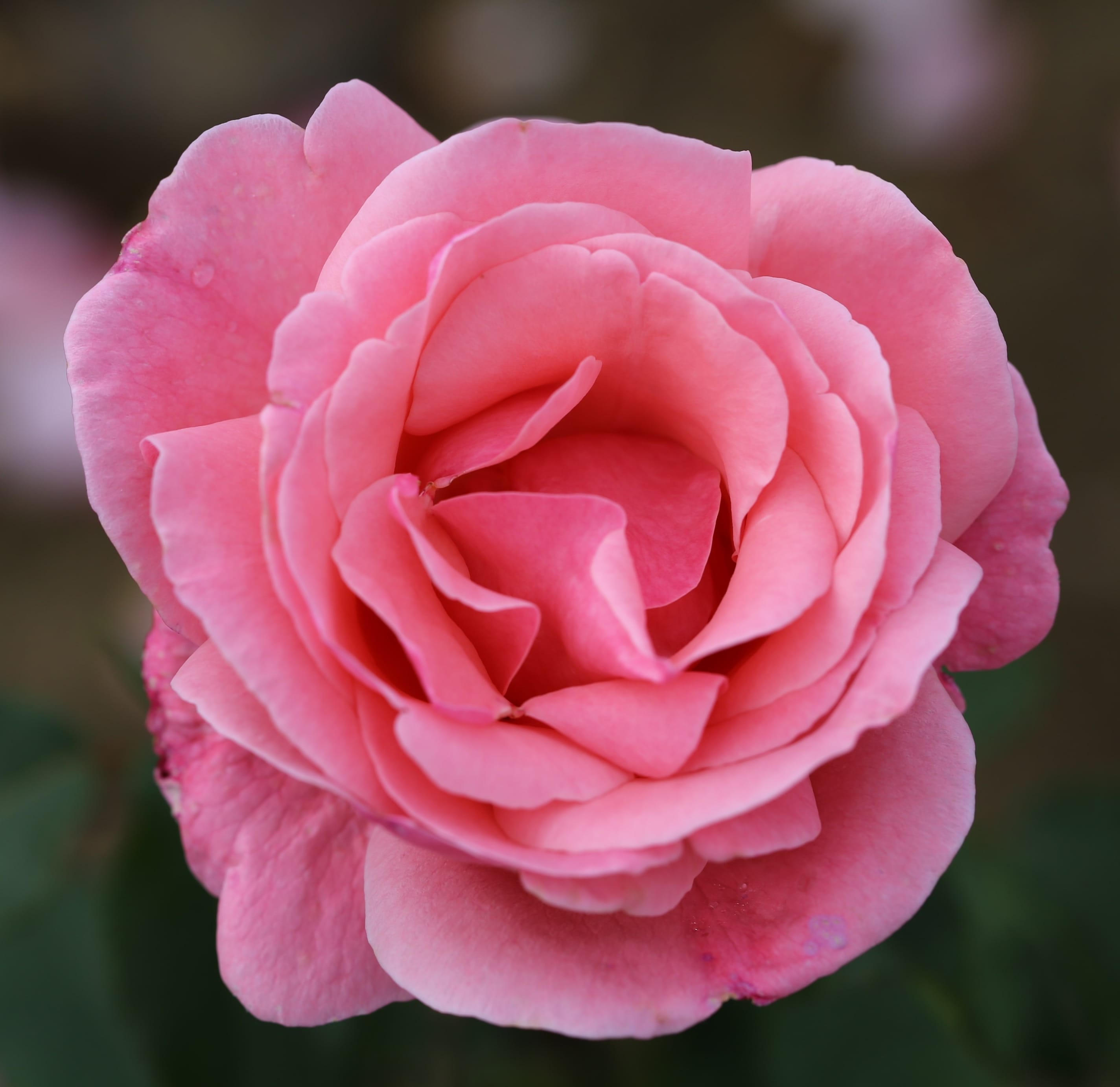 <i>Rosa</i> 'The Queen Elizabeth'