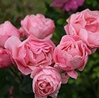 Buy rose The Queen Elizabeth (floribunda) Rosa The Queen Elizabeth: £14 ...