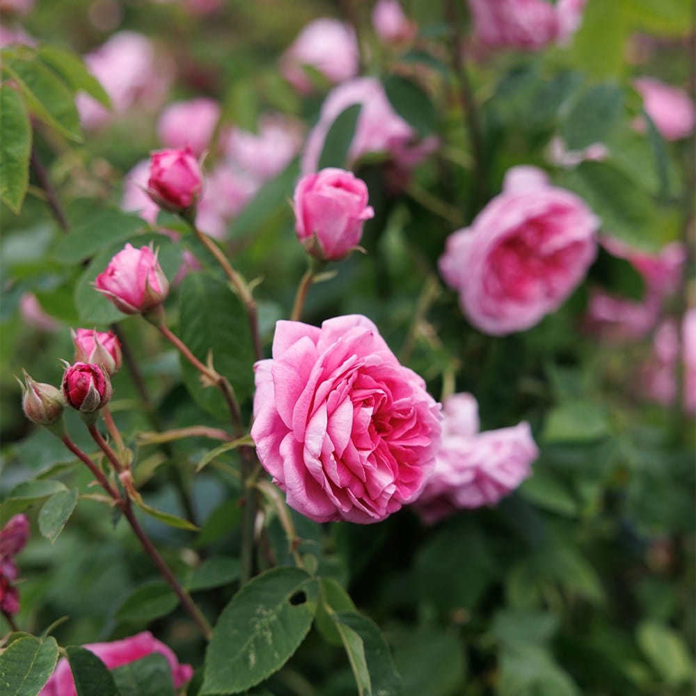 <i>Rosa</i> 'Königin von Dänemark'