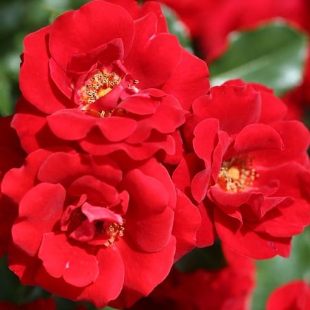Rosa Ruby Anniversary ('Harbonny') (PBR)