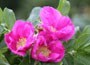 red Japanese rose (shrub)