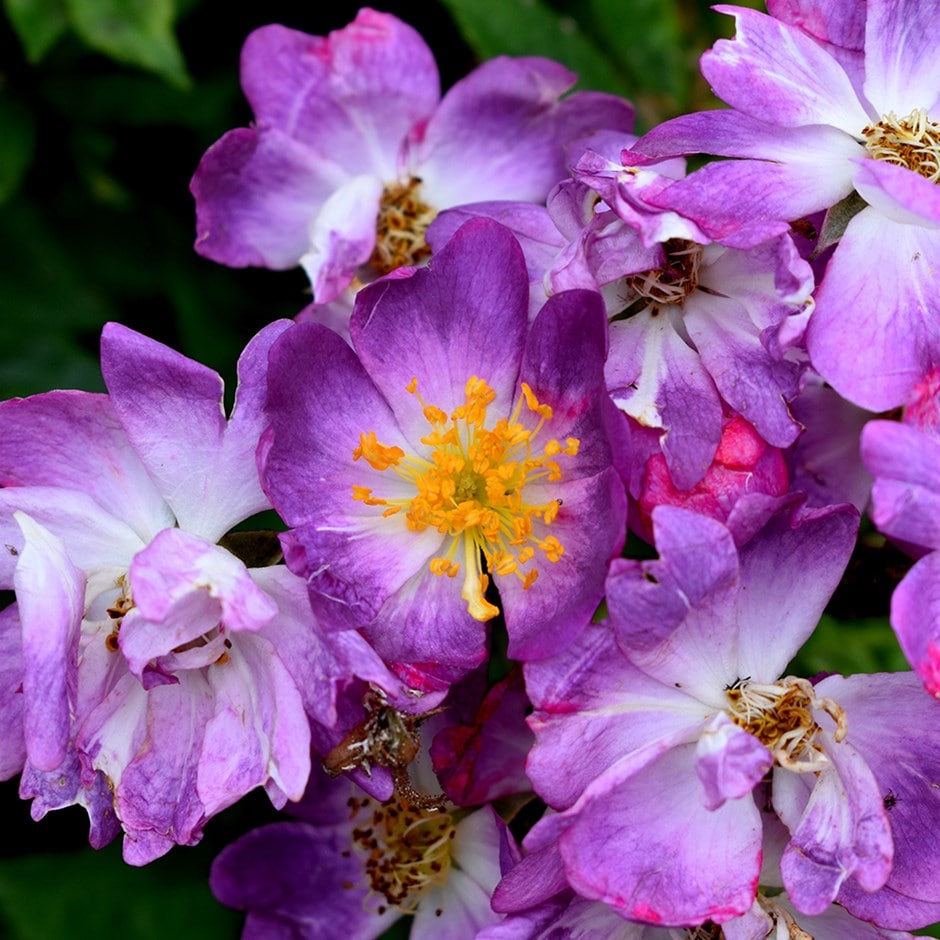 <i>Rosa</i> 'Veilchenblau'