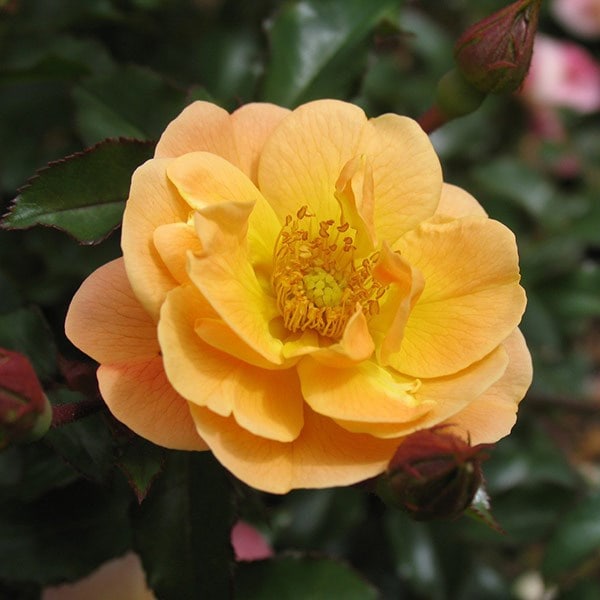 <i>Rosa</i> <b class=small-caps>Flower Carpet Amber</b> ('Noa97400a') (PBR)