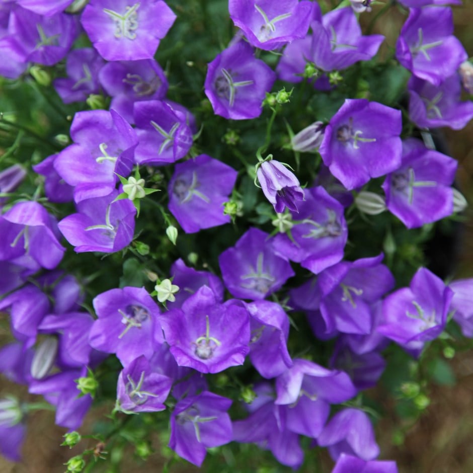 Hardy Perennials And Old Fashioned Garden Flowers Hardy Perennials And Old Fashioned Garden Flowers