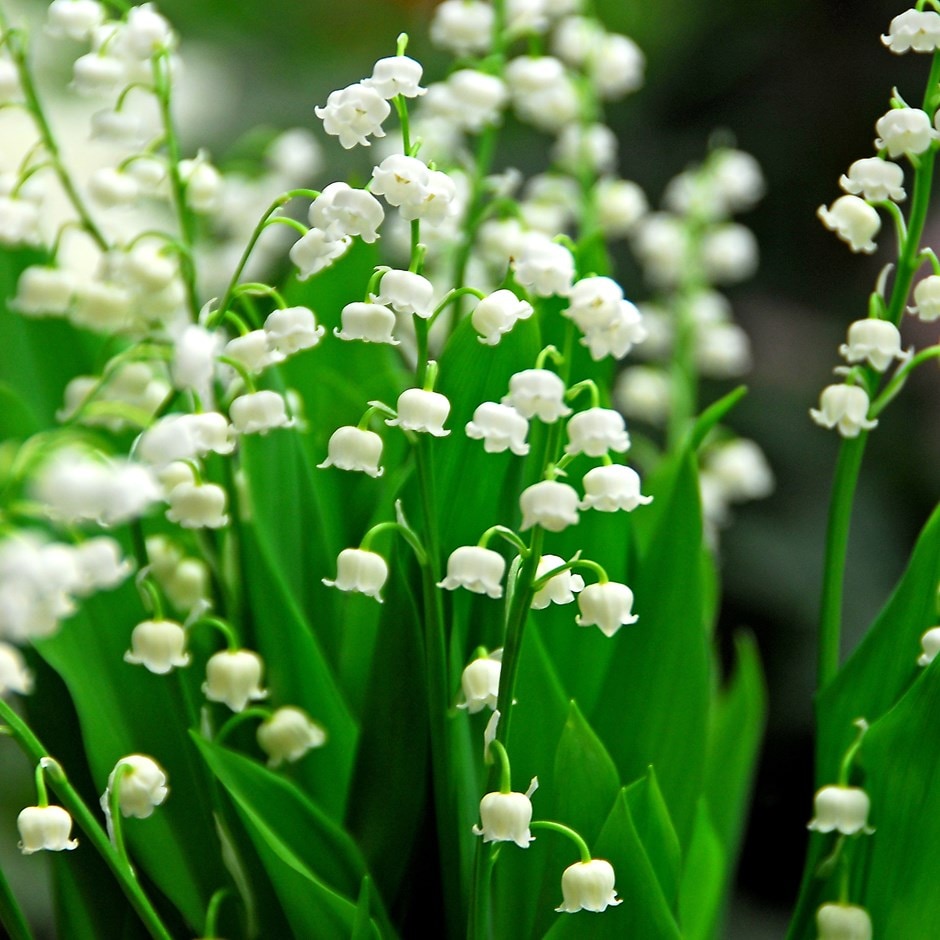 <i>Convallaria majalis</i>