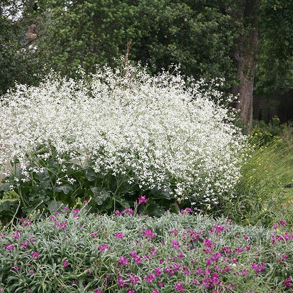 Buy greater sea kale Crambe cordifolia: £14.99 Delivery by 