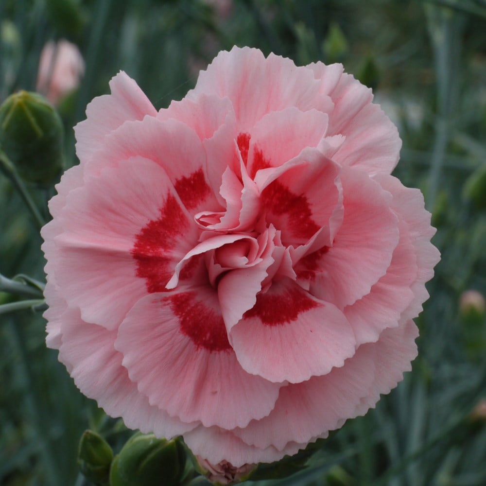 Product options image