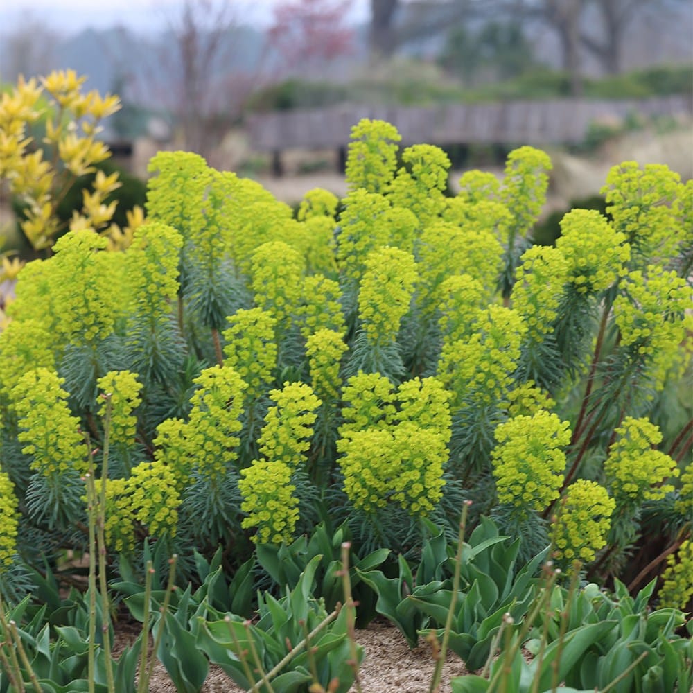 <I>Euphorbia characias</I> subsp. <i>wulfenii</I>