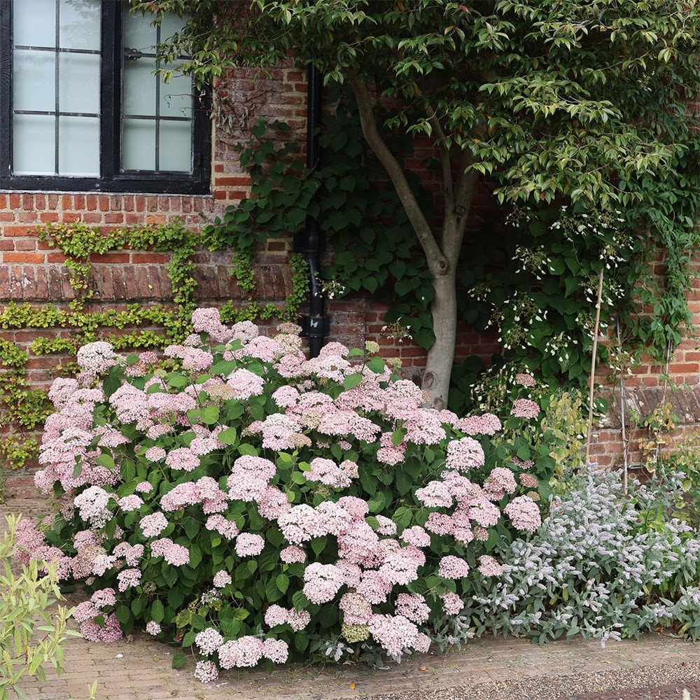<i>Hydrangea arborescens</i> <b class=small-caps>Sweet Annabelle</b> ('Ncha4') (PBR)