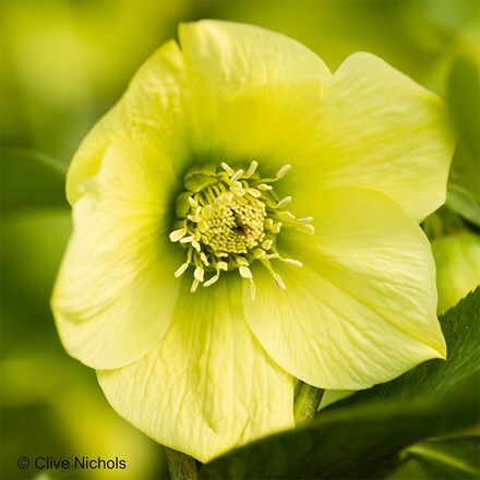 Helleborus × hybridus Harvington yellow