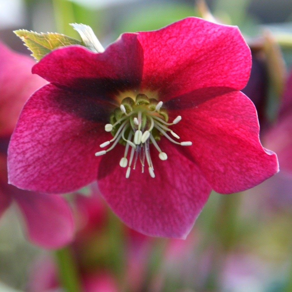 Product options image