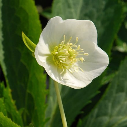 <i>Helleborus</i> × <i>hybridus</i> Harvington white