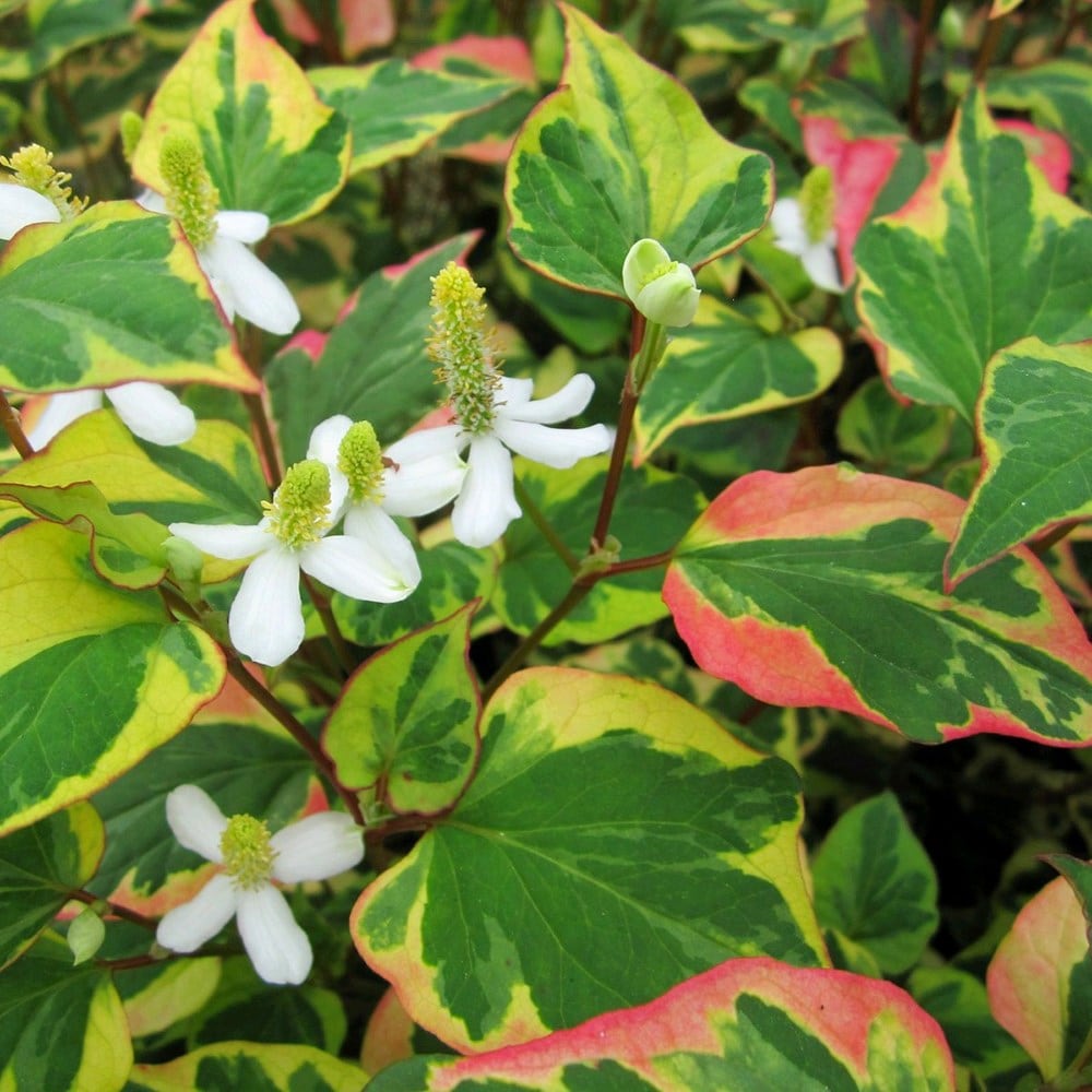 Product options image