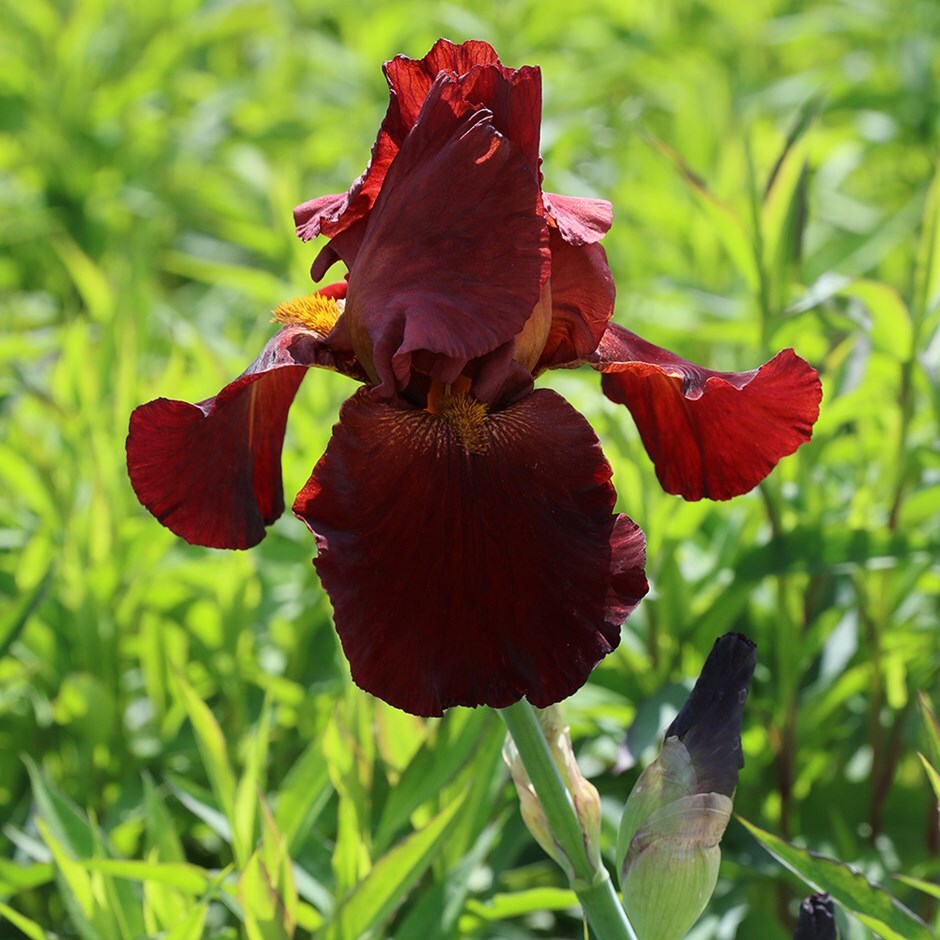 Buy bearded iris Iris 'Sultan's Palace': Delivery by Waitrose Garden in ...