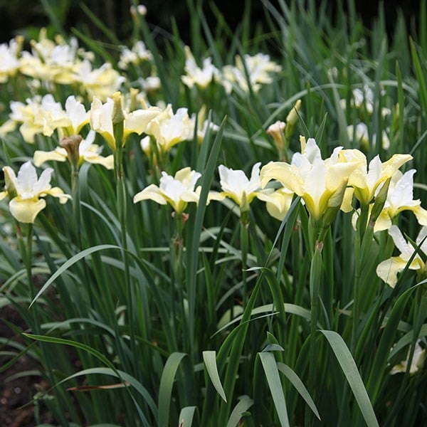 Buy Siberian iris ( syn Iris sibirica Butter and Sugar ) Iris Butter ...