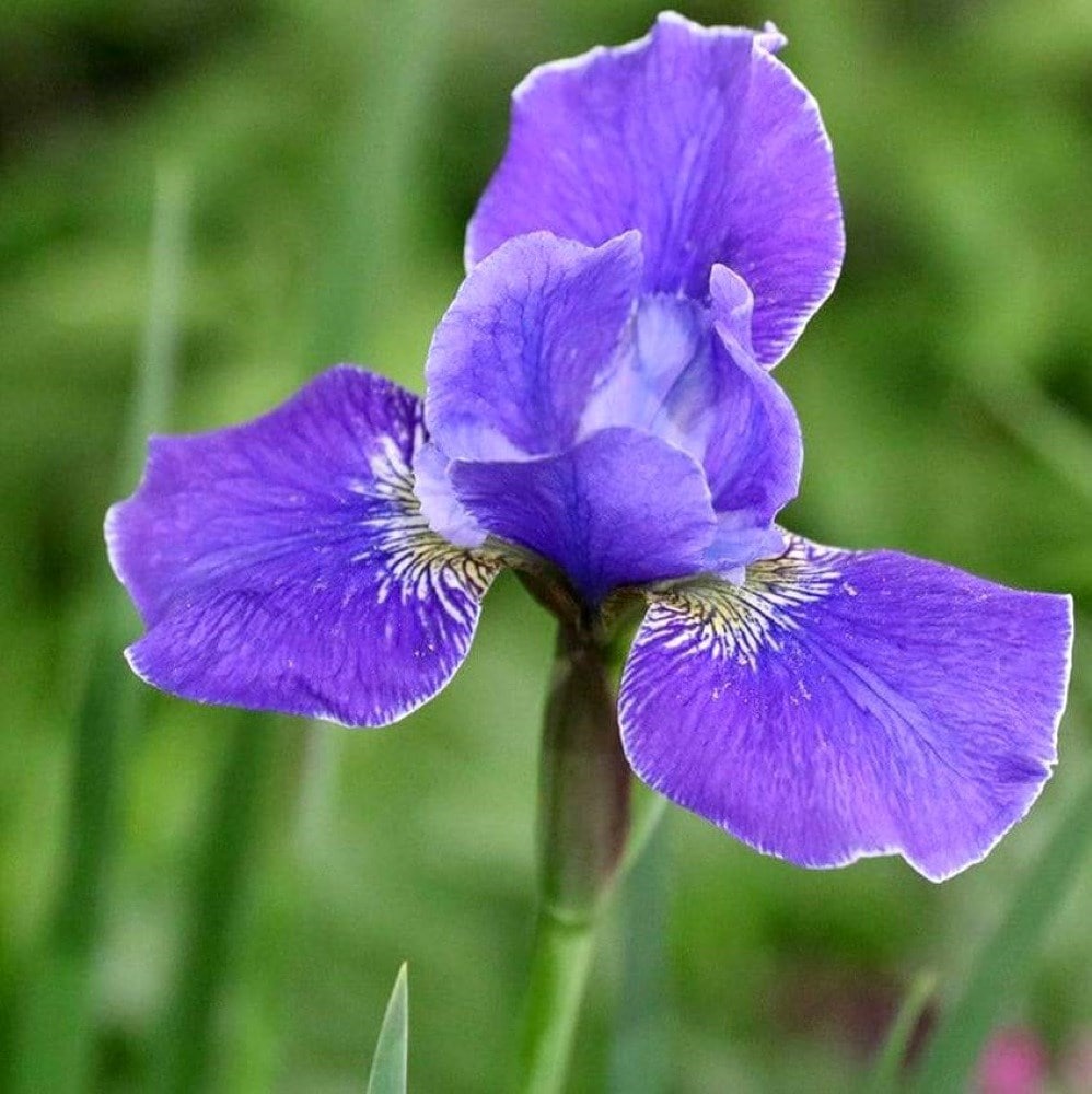 Product options image