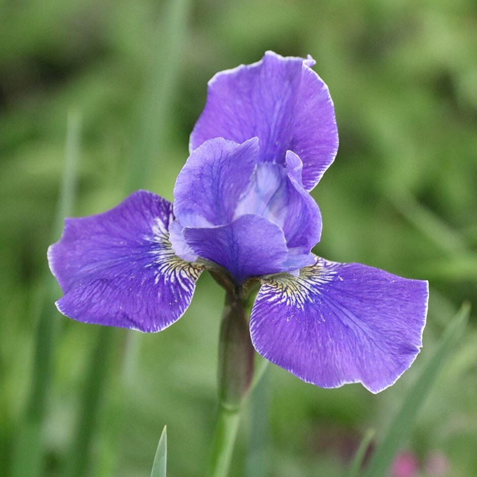 Siberian iris ( syn. Iris sibirica Silver Edge )