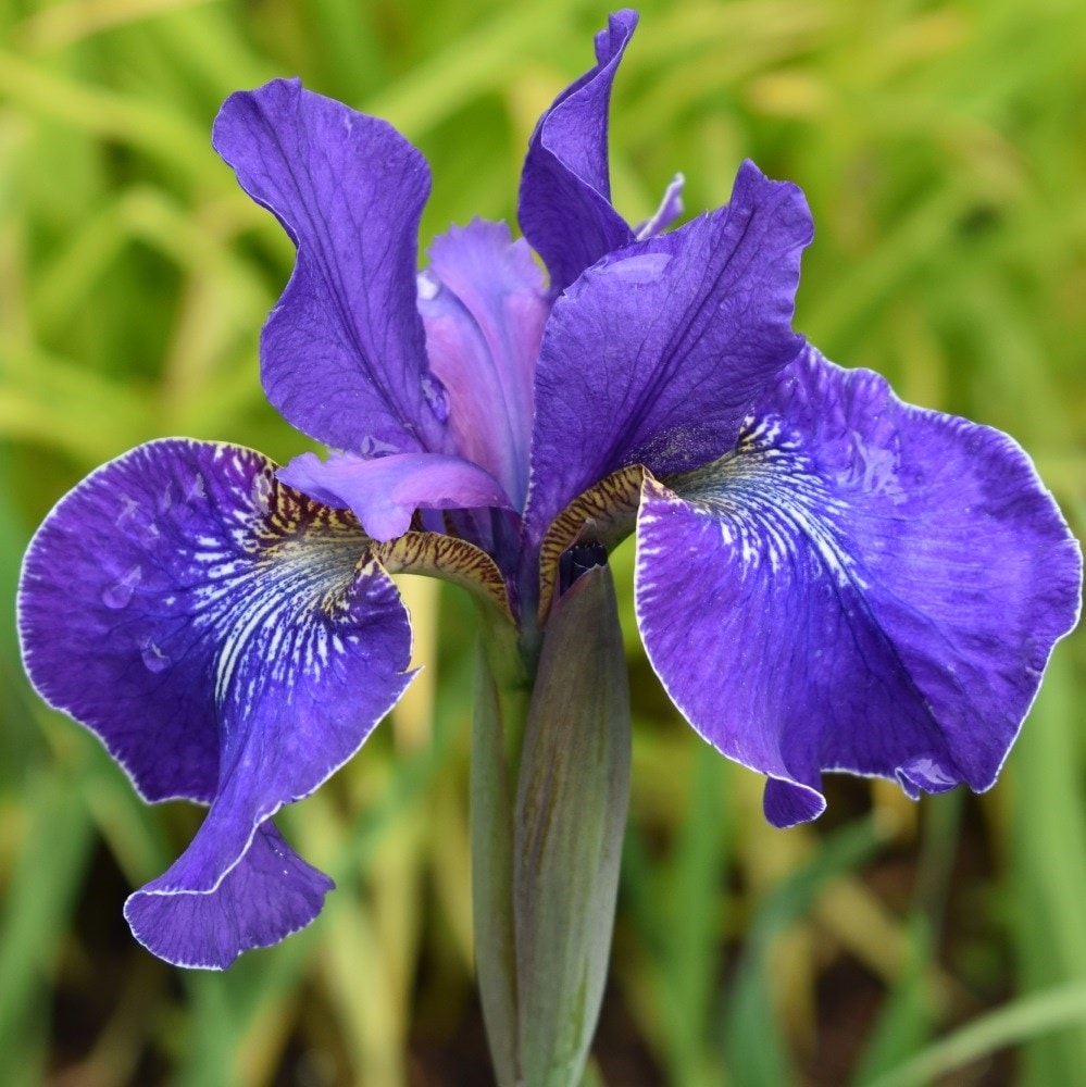 <i>Iris</i> 'Silver Edge'