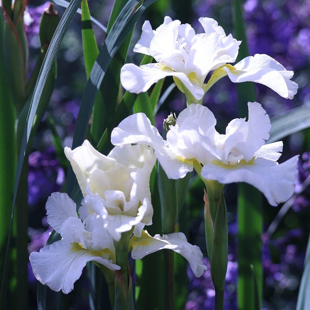 <i>Iris</i> 'White Swirl'