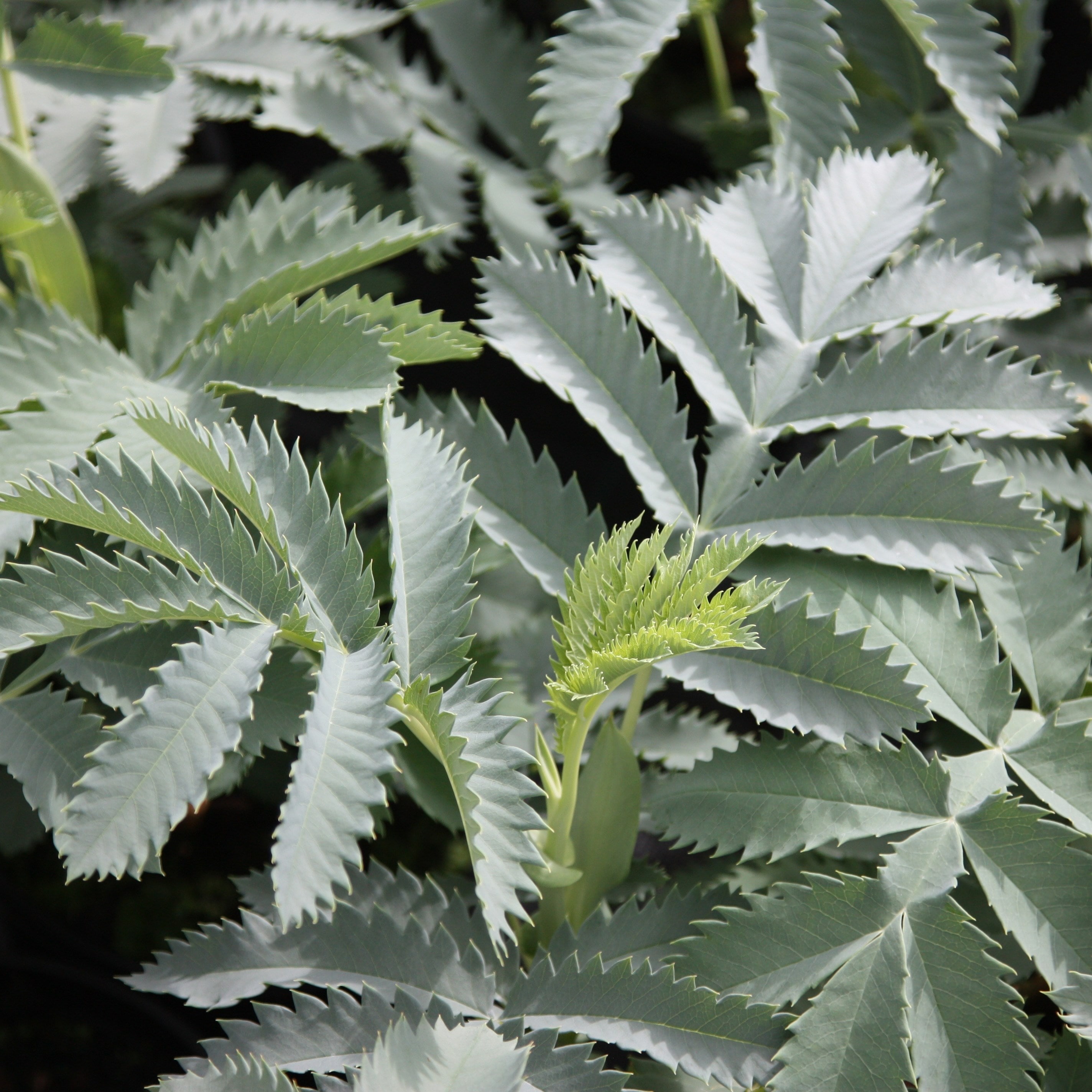 Product options image