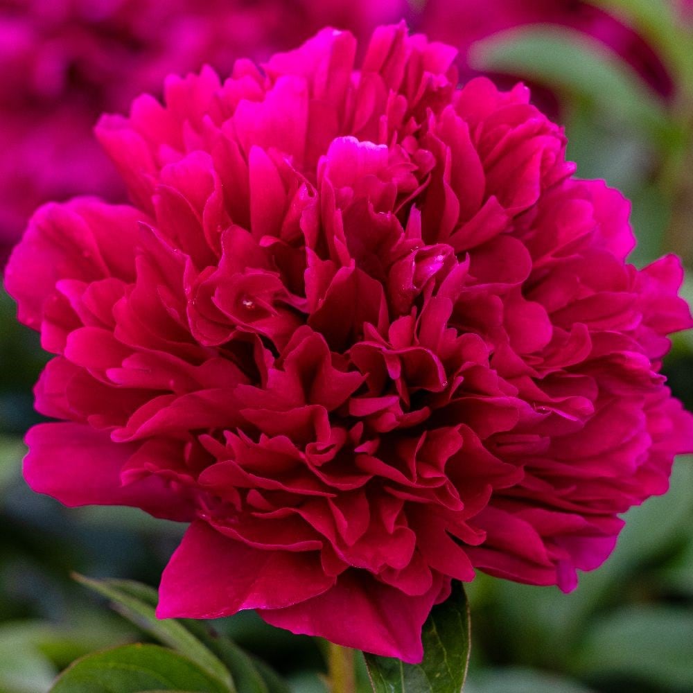<i>Paeonia lactiflora</i> 'Adolphe Rousseau'