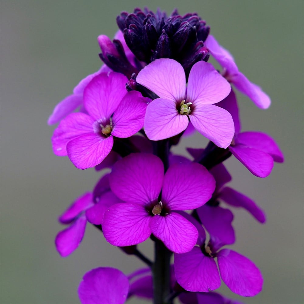<i>Erysimum</i> 'Bowles's Mauve'