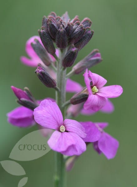 Erysimum Bowles's Mauve