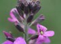 perennial wallflower