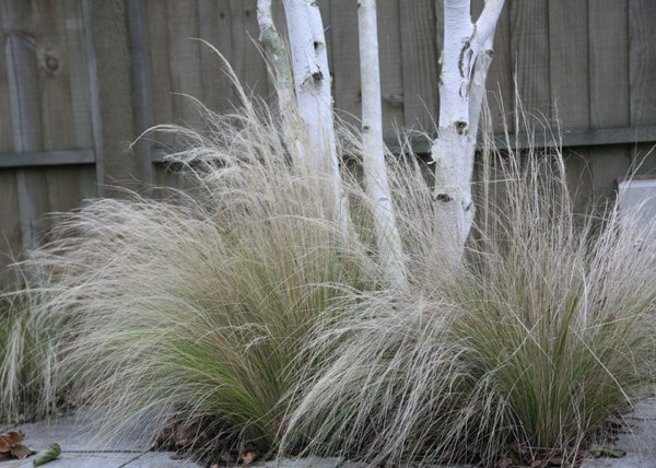 Buy pony tails or angel hair ( syn. Stipa tenuifolia ) Stipa tenuissima:  Delivery by Waitrose Garden