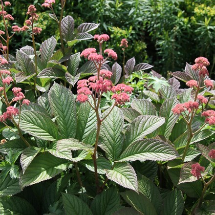 Picture of Rodgersia pinnata Superba