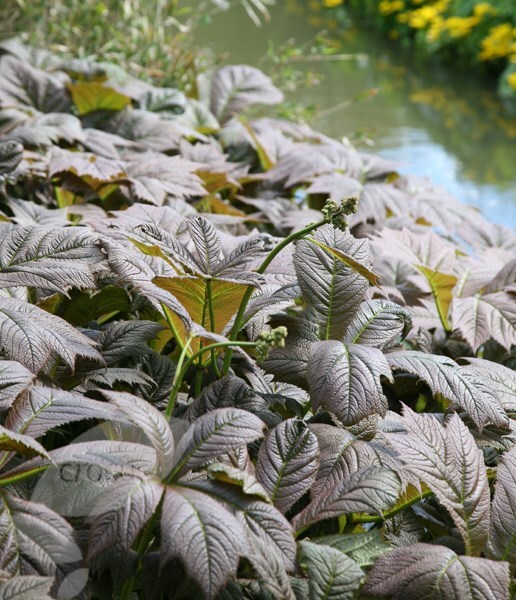 Buy rodgersia Rodgersia pinnata Superba £16.99 Delivery