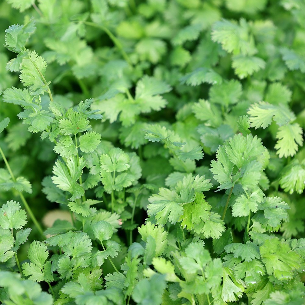 coriander