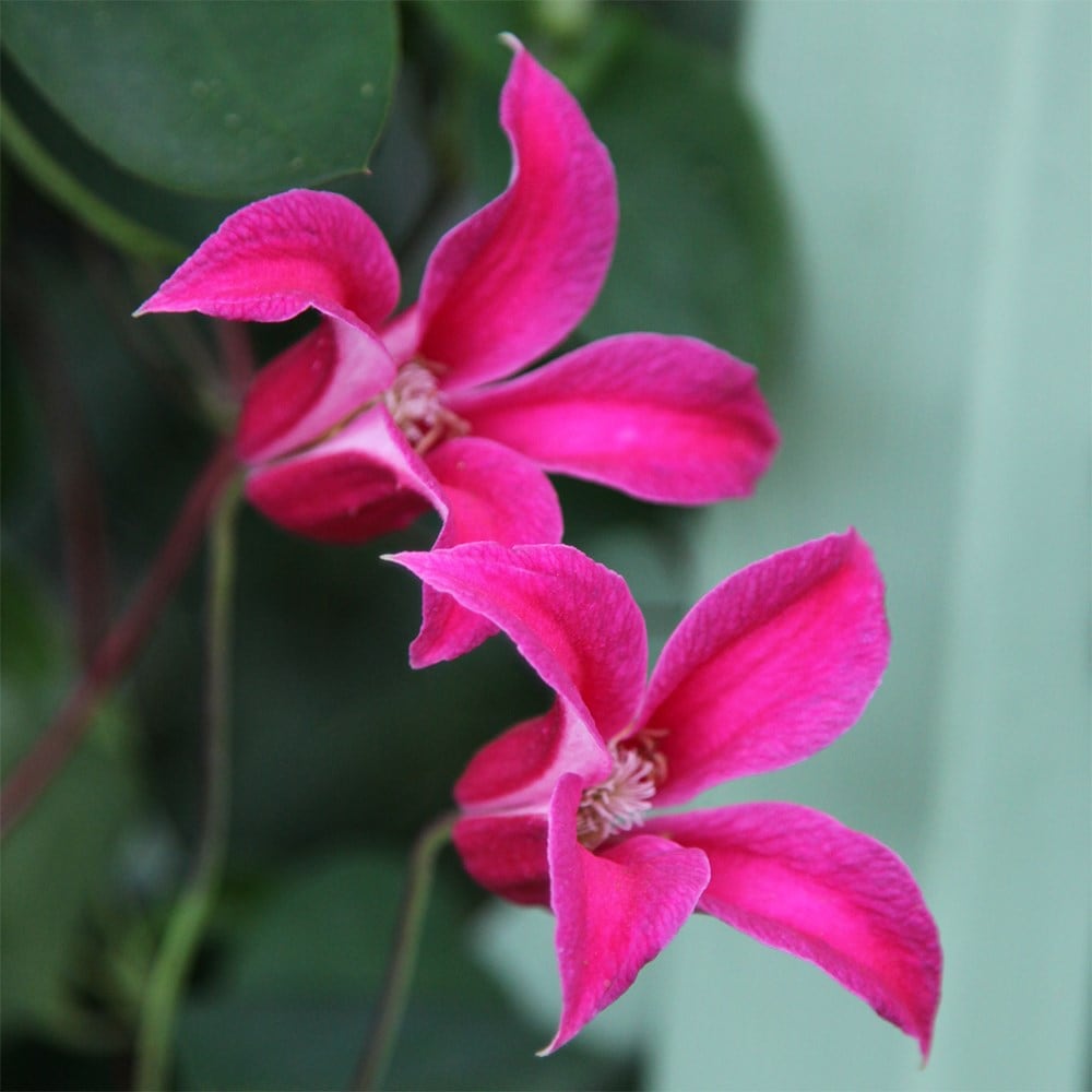 <i>Clematis</i> 'Princess Diana'