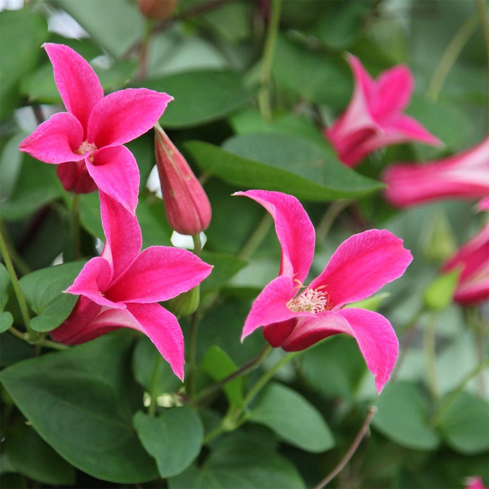 <i>Clematis</i> 'Princess Diana'