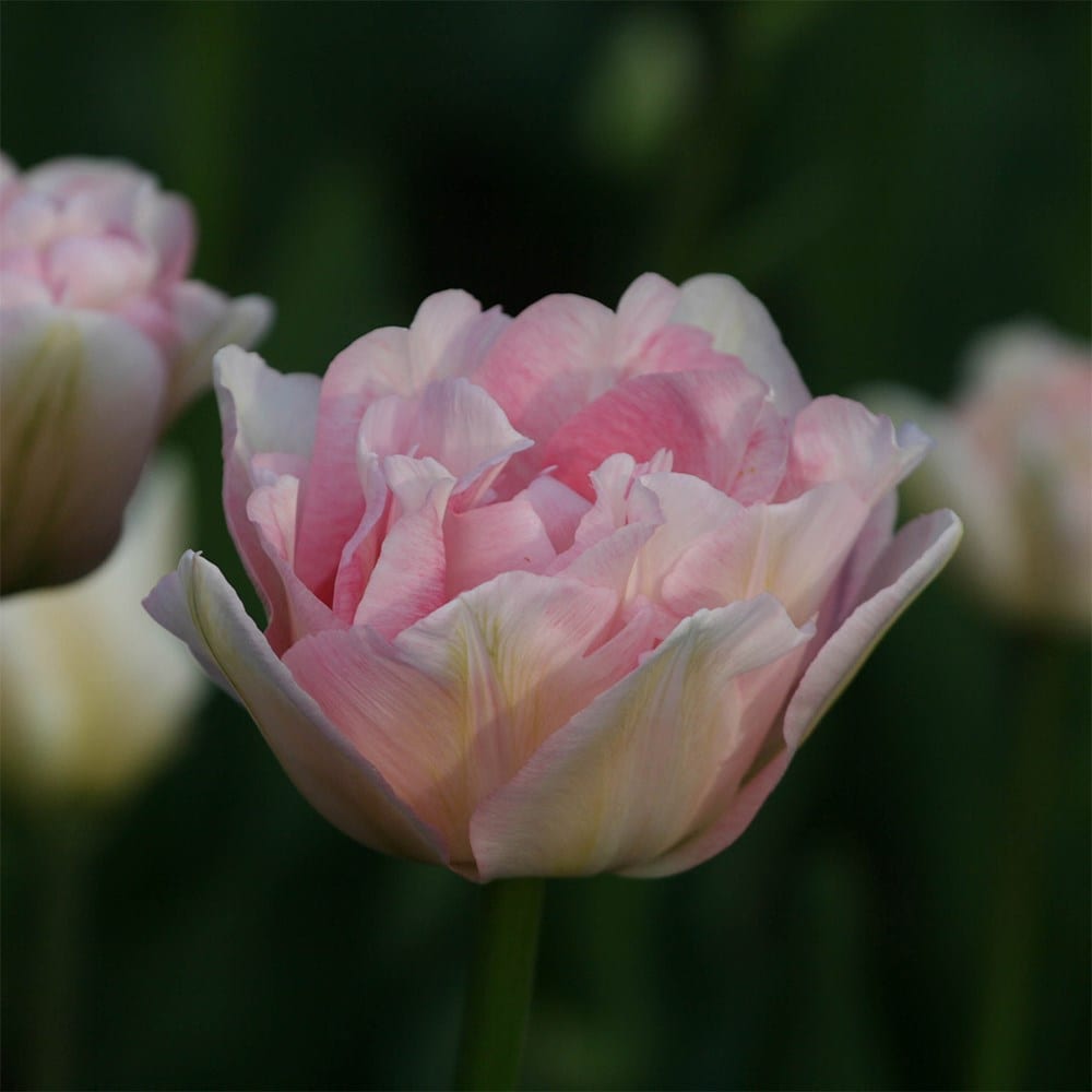 <i>Tulipa</i> 'Angélique'