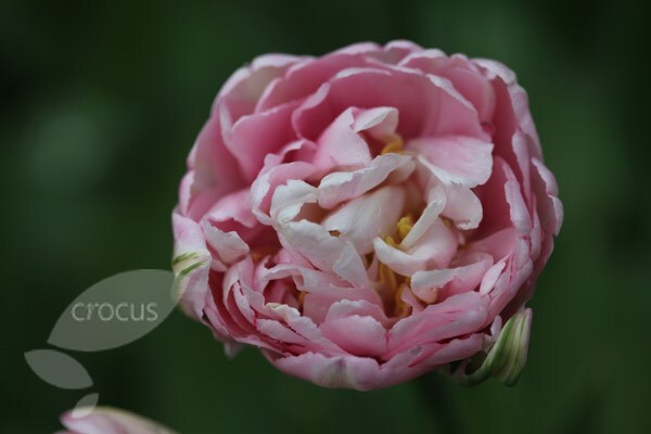<i>Tulipa</i> 'Angélique'