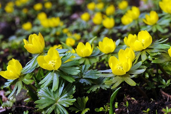 <i>Eranthis hyemalis</i> 